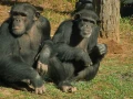 Santuario de chimpancés [1080p Cast-Lat-Ing]