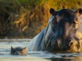 Big Beasts [1080p Cast-Lat-In]