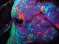 Boi Neon (2015) Brasil/V.Original/Mascaro/1080p/MF